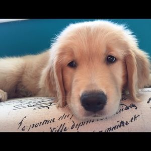 Meet your Posher, Terry